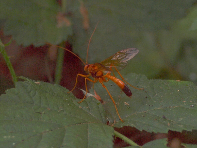 Ichneumonidae